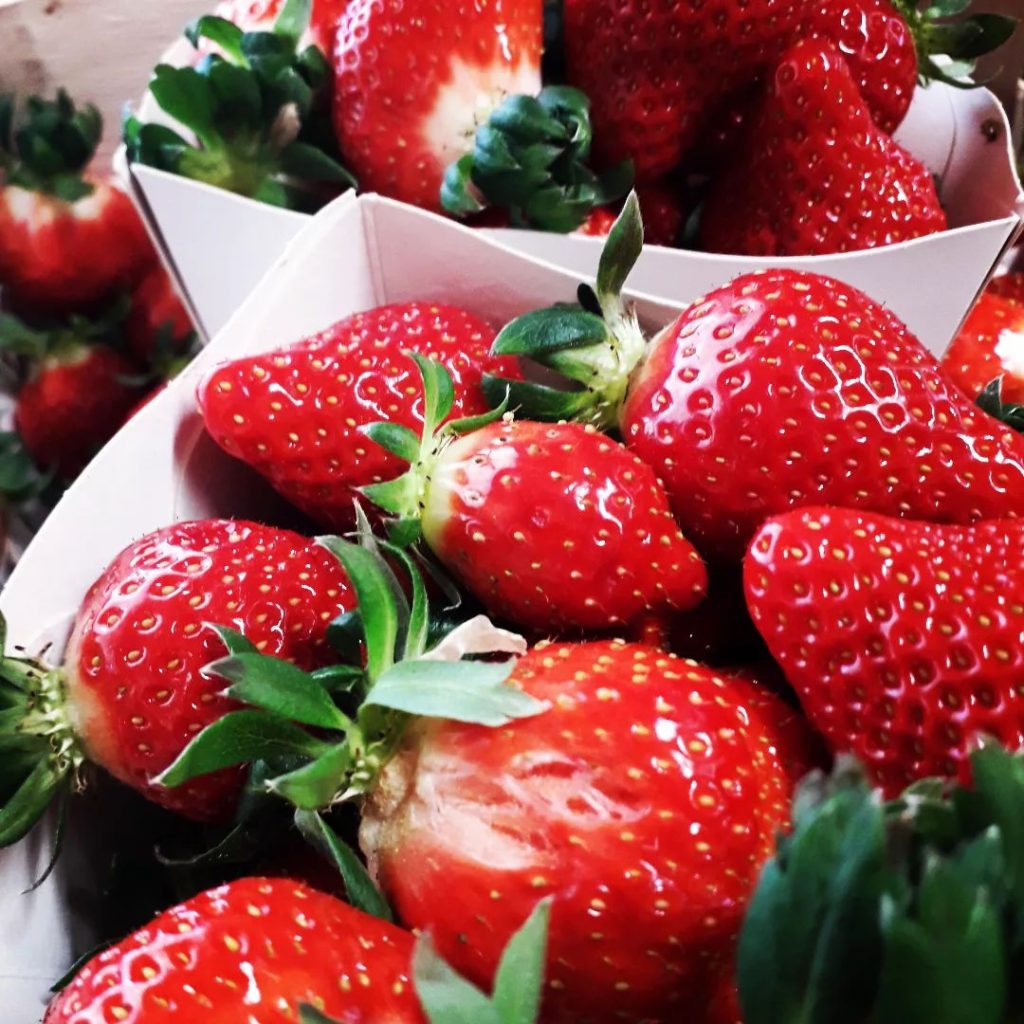 production de fraises à mandelieu - La Campagne Orso
