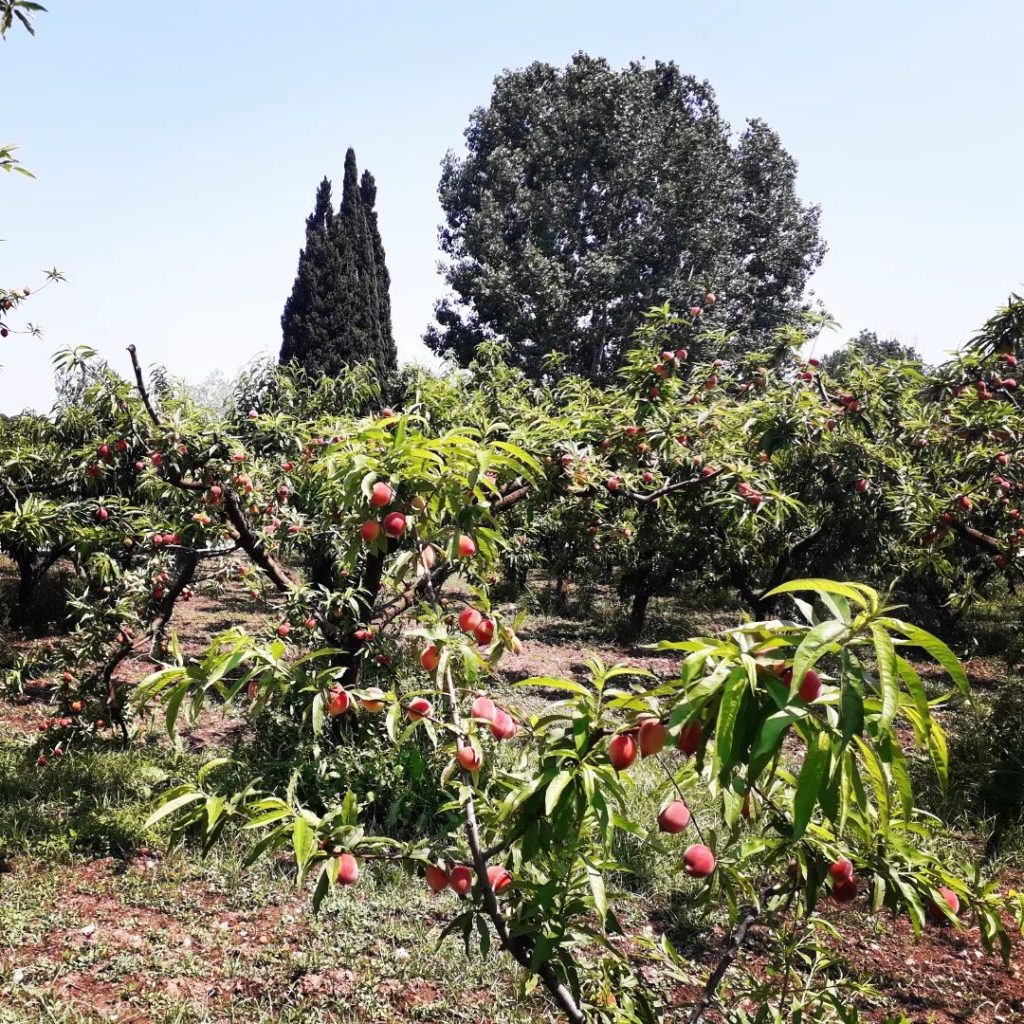 arbres fruitiers - la campagne orso mandelieu